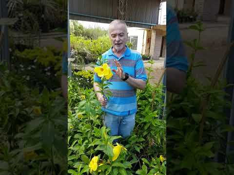 Vídeo: Allamanda Plant Care: com cultivar plantes d'interior de trompeta daurada