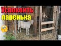 Таватуй//Сожгла цветы//Мои собаки-кошки..