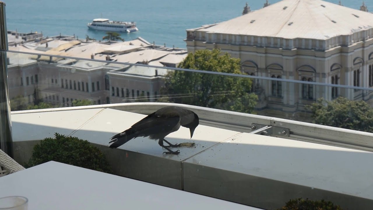 Dünyanın en şanslı kargası - Swissotel'de kahvaltı keyfi - YouTube
