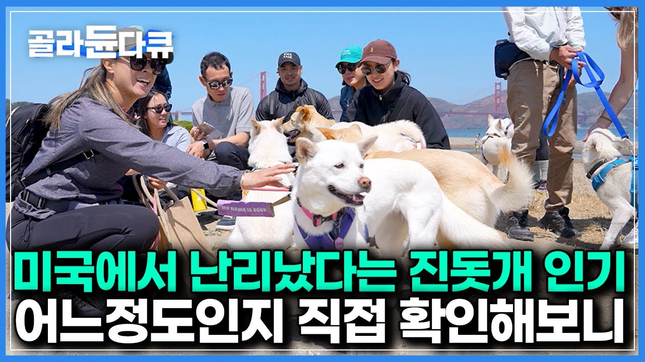“진돗개는 차원이 달라요. 한단계 위죠”｜미국에 제대로 불었다는 진돗개 열풍 직접 확인해보니｜다큐프라임｜