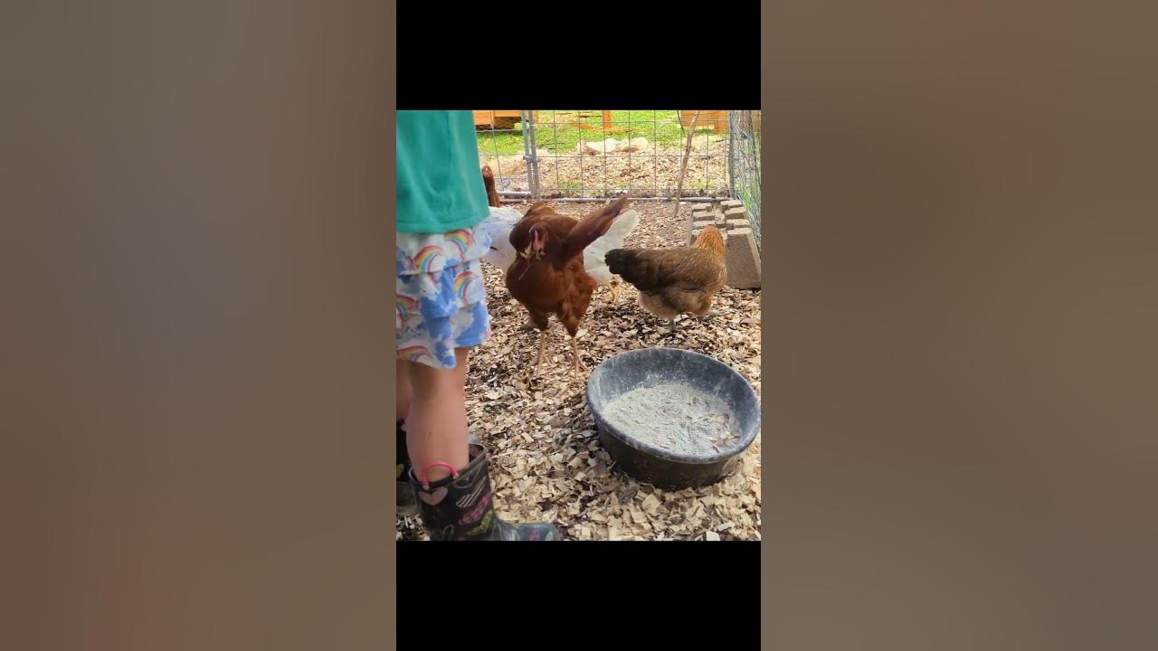 You can teach a chicken tricks! homestead chickens backyardchickens