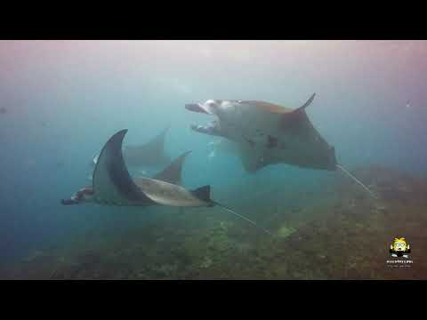 diving-with-manta-rays-at-bali's-manta-point-(plongée-raies-manta)