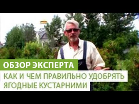 Как и чем правильно удобрять ягодные кустарними