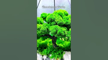 Artificial Moss🌳#diy#artifical#moss #trending #viralvideo #ytshorts