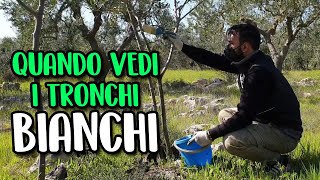 Calce Idrata Spennellata Sul Tronco - Come Fare E A Che Serve