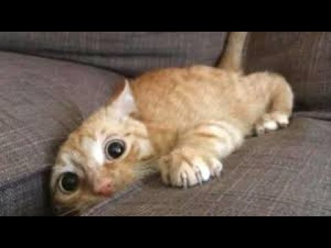 funny-cats-do-strange-things