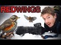 Redwings in Snow | Nikon 500PF &amp; D850 | Wildlife Photography &amp; Video Vlog