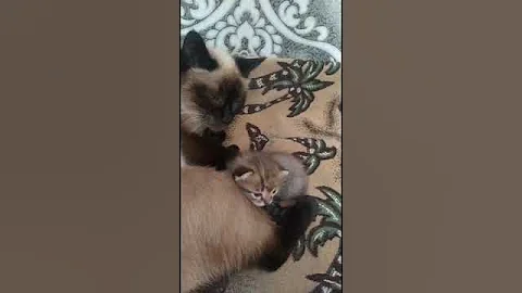 Video 2415781: funny cat purr, sweet purrs, cat sweet baby, cats animals sweetness