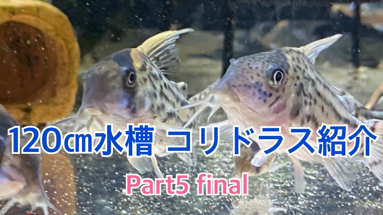 120㎝水槽 コリドラス紹介 Part5 final (#アクアリウム #コリドラス
