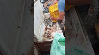 lama na sad ta og isda nga mix para bularon.