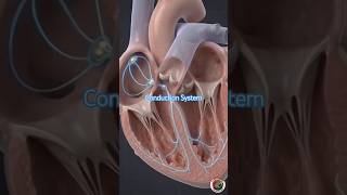 CONDUCTION SYSTEM OF THE HEART#shortvideo @ManojHeartCare