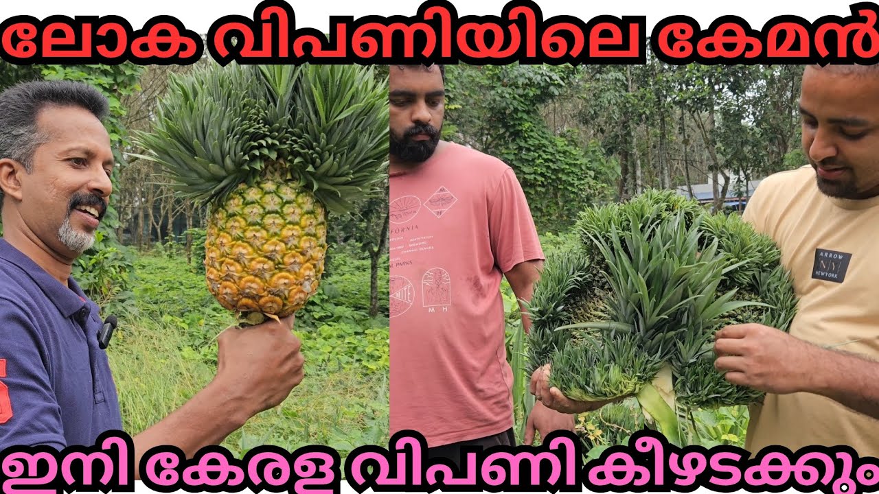കേരളത്തിലെ ഏറ്റവും വലിയ  MD2 പൈനാപ്പിൾ തോട്ടം#pineapple#plant#fruits#agriculture#farming#md2#harvest
