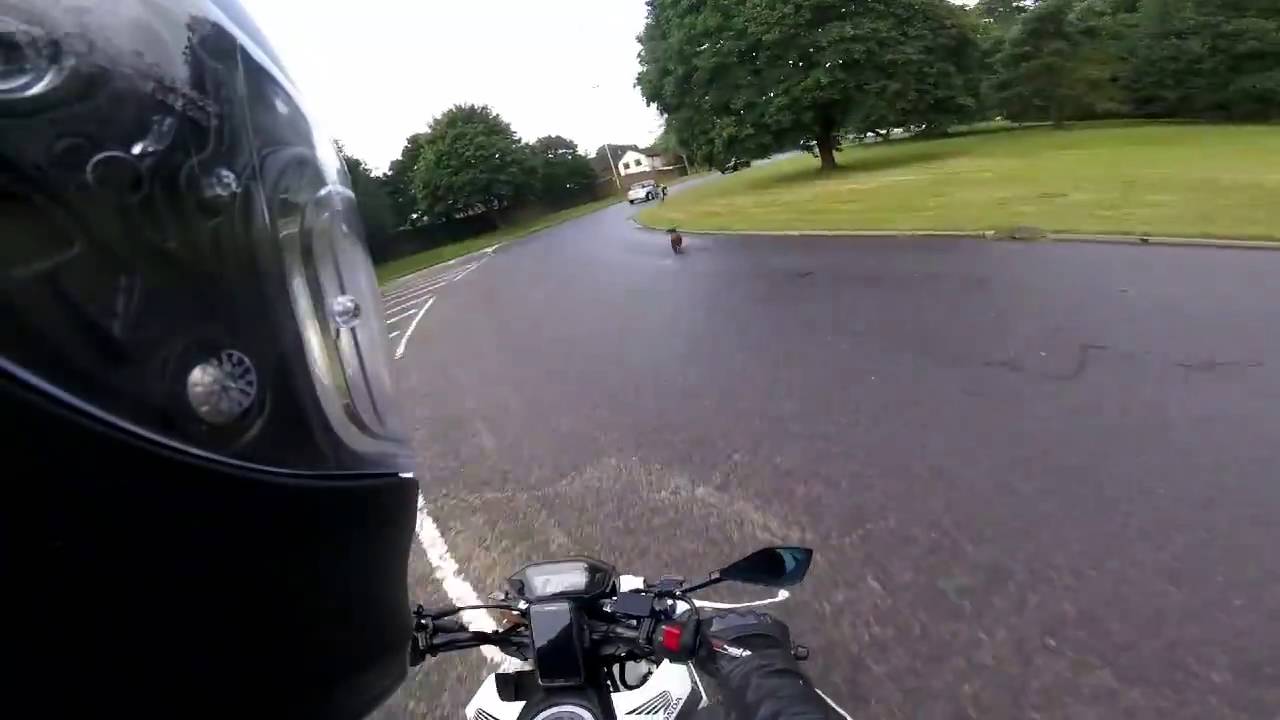 Dog chase on Motorcycle YouTube