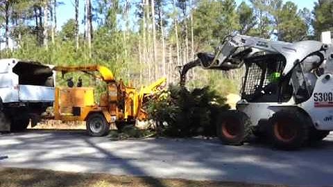 Bobcat feeding tree top to 12" wood chipper - Tree Removal Service in Raleigh, Wake Forest, NC