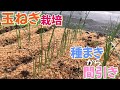 玉ねぎ栽培①　種まきから間引き　2024年