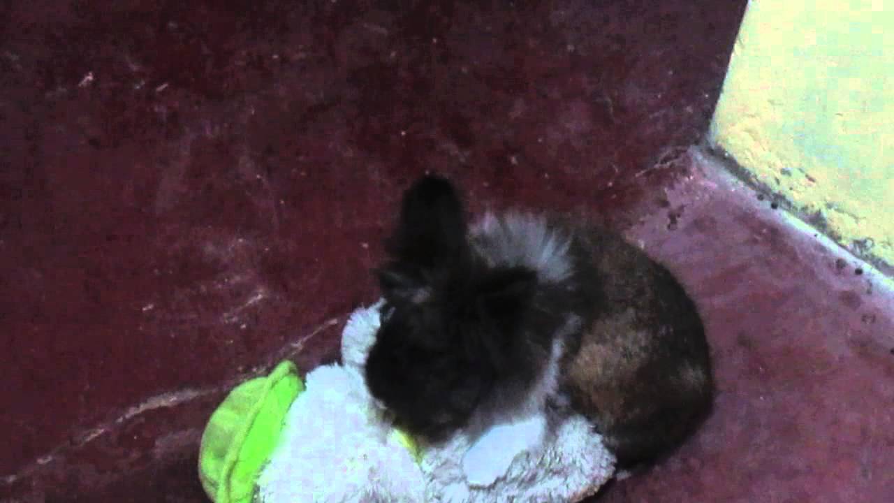 Animal porr Animal porr