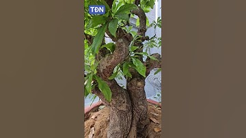 Cây Lộc Vừng hai người bê #tamdaonui