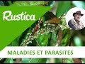 La lutte bio contre les pucerons