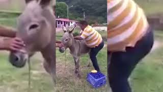 What Happened When The Fat Man Tried To Ride The Donkey?