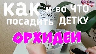 ПОСАДКА детки ОРХИДЕИ фаленопсис КАК посадить ДЕТКУ орхидеи орхидея orchid orchids