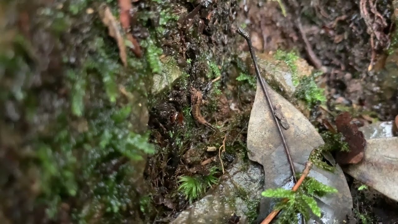 Pedetontus okajimae, a living fossil