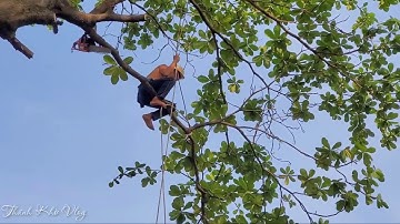 Vua Khỉ Miền Tây trở lại Nguyễn Xí - Bình Thạnh cưa cây Bàng thế khó