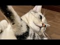 マッサージをサボって逃げたら予想外すぎる反応をした猫