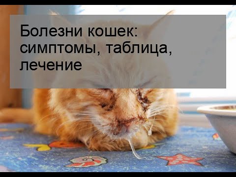 Болезни кошек: симптомы, таблица, лечение