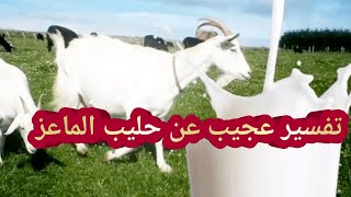 تفسير رؤية حليب الماعز فى المنام ما هو تفسير حلم حليب الماعز فى المنام ما معنى رؤية حليب الماعز