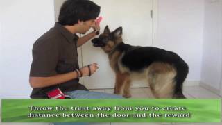 How to teach your dog to CLOSE DOORS!