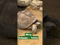 300 kg Galapagos 🐢 Tortoise in Ueno zoo Japan 🇯🇵