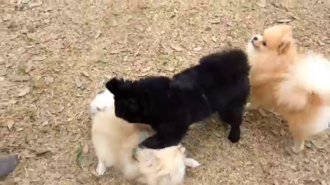 F1レーサーのような走りのポメラニアン桃 Youtube