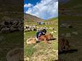 Turab khan’s love for animals #shorts #love #youtubeshorts #animals #nature #trending #cute #baby