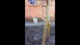 Бим научился ходить после переломов таза Бим научился ходить после переломов таза