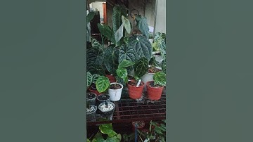 my ecuagenera anthuriums #ecuador #anthurium