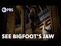 Was Bigfoot Real Was Bigfoot Real