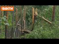 У Рівненській області буревій понищив 9 тис. га лісу