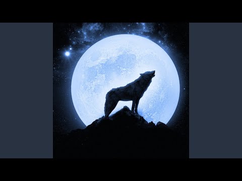 Wolf Howling in Thunderstorm