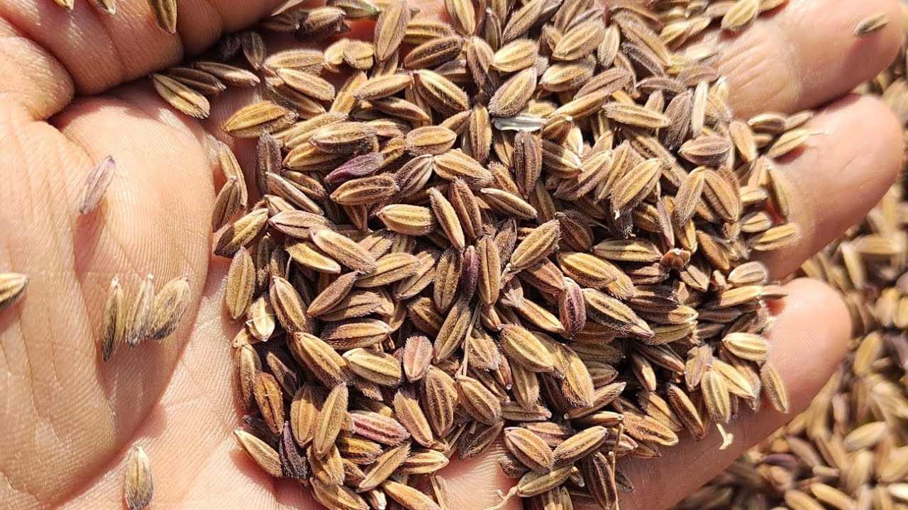 Kalabhat Rice Dheshi vari Kalabhat#naturalfood #naturalseeds @chunarkarmadukar6647 ...