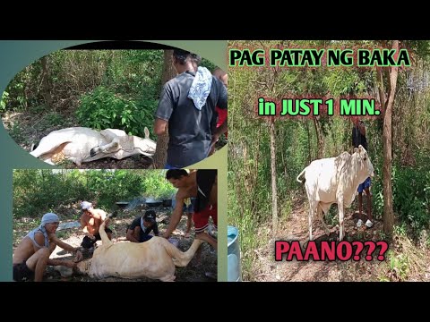 Video: Paano Mag-marate Ng Baka