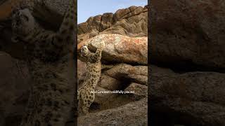 Snow leopards' hidden lives in the Himalayas 🏔️ #IndiasWildLeopards