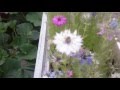 Nigella flowers black seed