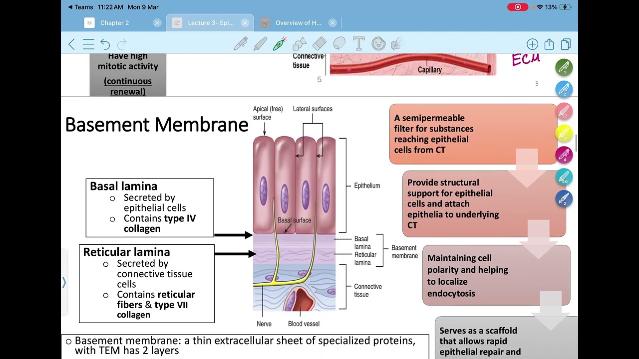 Histology lecture 3 week 3