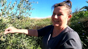 Its olive harvest time again at the cave house (Ep 153)