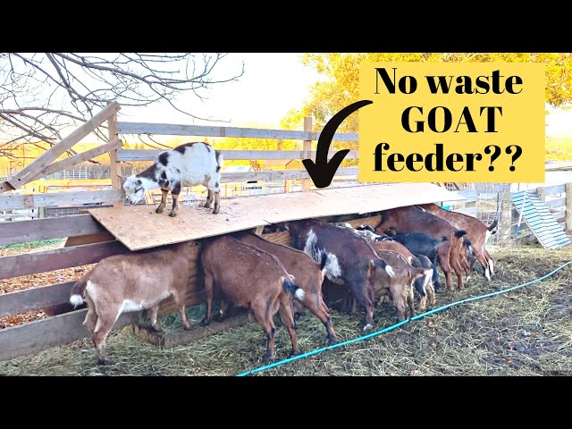 I FINALLY did it! Crack the goat code and STOP hay waste? DIY Goat Feeder class=