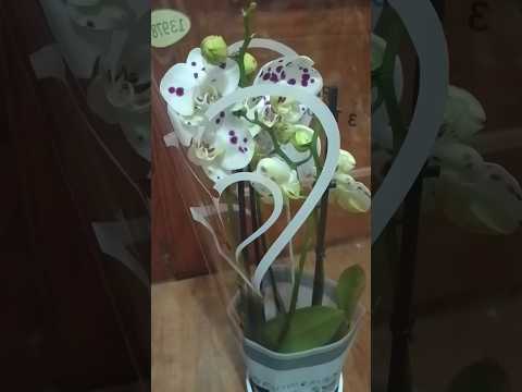#орхидеи #orchid #покупка