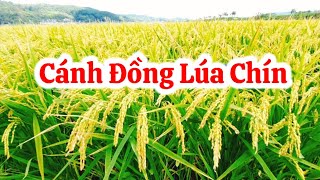 NGẮM CÁNH ĐỒNG LÚA CHÍN TẠI HÀN QUỐC ||@minhousetv