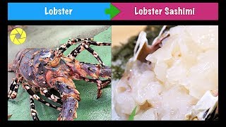 How To Hunt Giant Lobster | Prepare Giant Lobster | Cutting And Processing