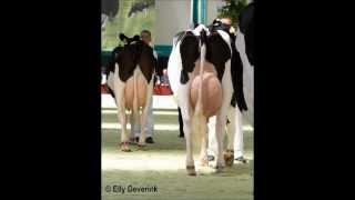 DAIRY FARMING USEFUL INFORMATION CALL FROM BAHRAIN DR.ASHRAF SAHIBZADA .wmv