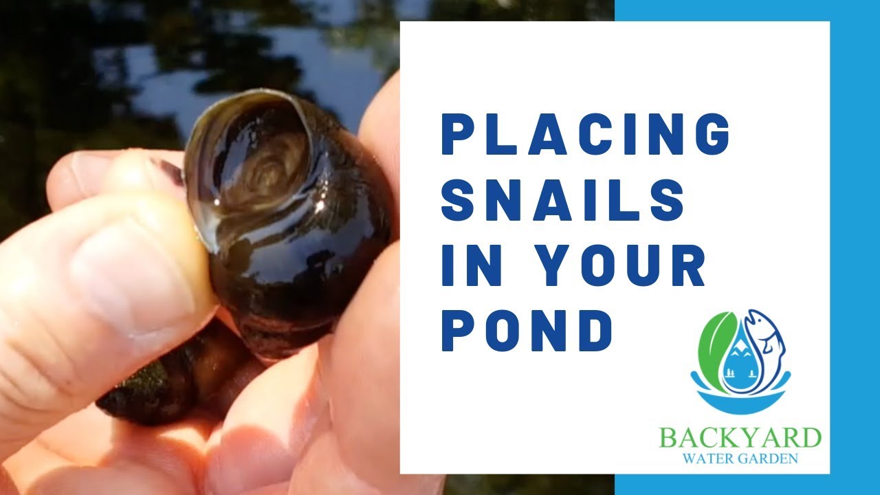How Do You Introduce Trapdoor Snails To A Pond?